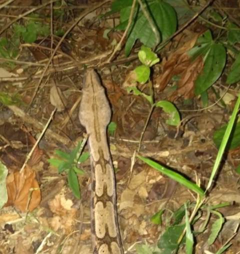 Jiboia resgatada pelo Gads em Itamaraju